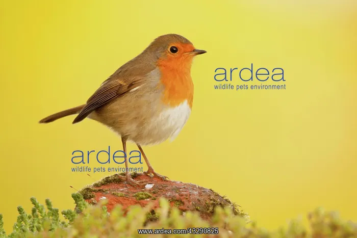  : European Robin (Erithacus rubecula) adult, standing