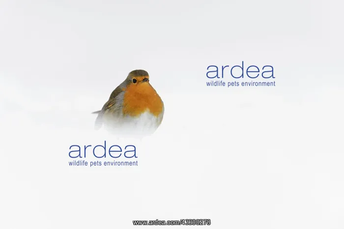 : European Robin (Erithacus rubecula) adult, standing : European Robin (Erithacus rubecula) adult, standing
