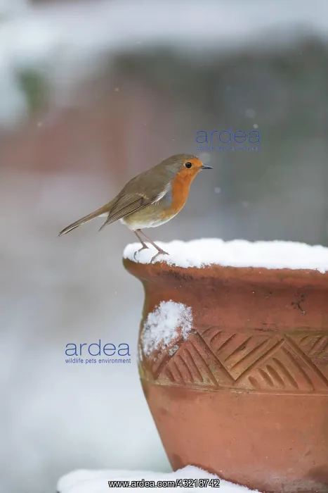: European robin (Erithacus rubecula) adult bird on : European robin (Erithacus rubecula) adult bird on