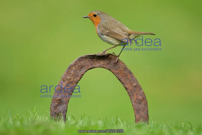 : European robin (Erithacus rubecula), adult bird : European robin (Erithacus rubecula), adult bird