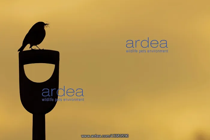 : European robin (Erithacus rubecula) adult bird with : European robin (Erithacus rubecula) adult bird with