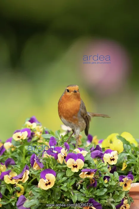 : European robin (Erithacus rubecula) adult bird on : European robin (Erithacus rubecula) adult bird on