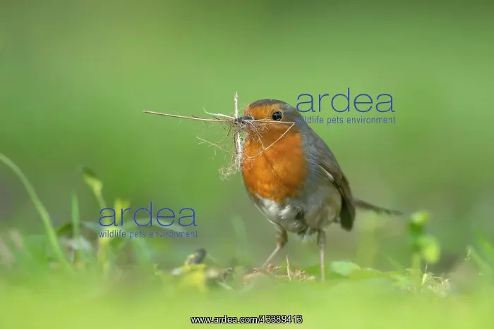 : European robin (Erithacus rubecula) adult bird collecting : European robin (Erithacus rubecula) adult bird collecting