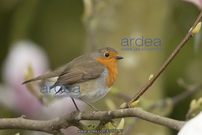 : European robin (Erithacus rubecula) adult bird on a garden Magnolia tree in spring : European robin (Erithacus rubecula) adult bird on a garden Magnolia tree in spring