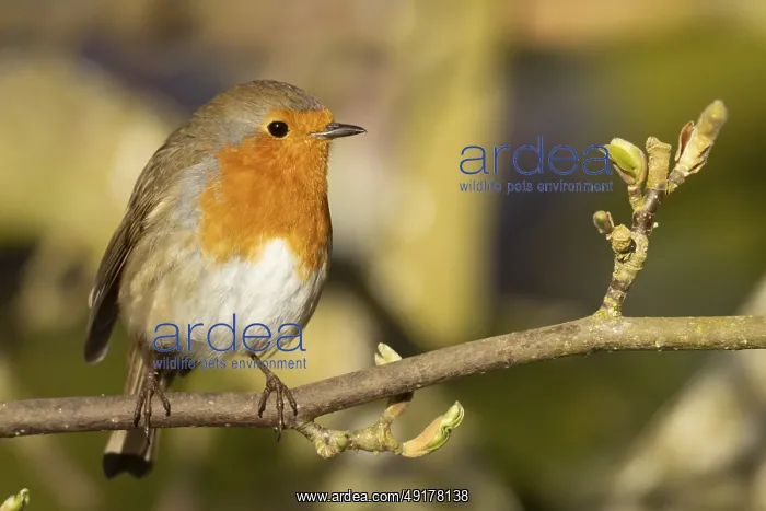 : European robin (Erithacus rubecula) adult bird on a garden Magnolia tree in spring : European robin (Erithacus rubecula) adult bird on a garden Magnolia tree in spring