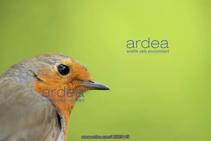 : European robin (Erithacus rubecula) adult bird head : European robin (Erithacus rubecula) adult bird head