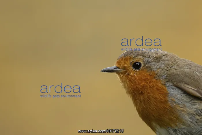 : European robin (Erithacus rubecula) adult bird head portrait : European robin (Erithacus rubecula) adult bird head portrait