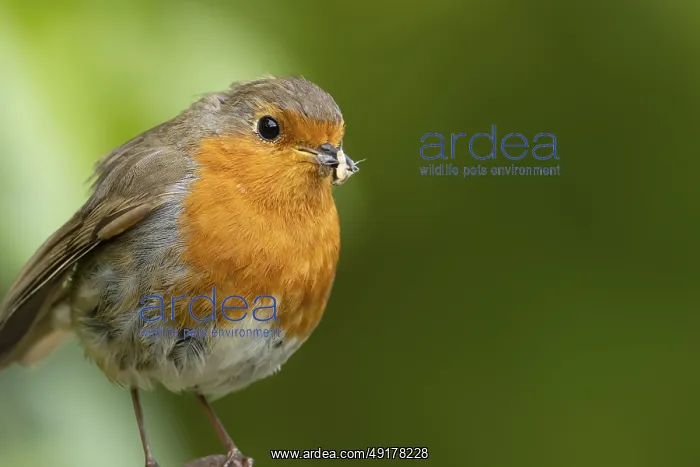 : European robin (Erithacus rubecula) adult bird with insects in its beak for food : European robin (Erithacus rubecula) adult bird with insects in its beak for food