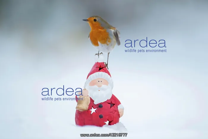 : European robin (Erithacus rubecula) adult bird sitting : European robin (Erithacus rubecula) adult bird sitting