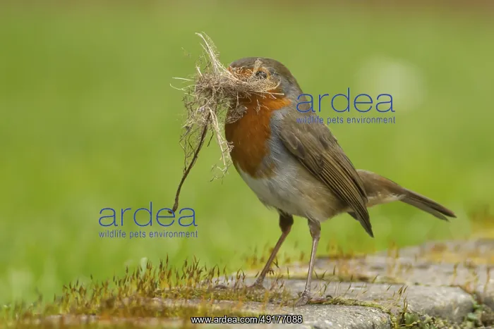 : European robin (Erithacus rubecula) adult bird in an urban garden with nesting material in its beak in springtime : European robin (Erithacus rubecula) adult bird in an urban garden with nesting material in its beak in springtime