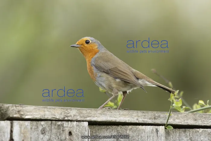 : European robin (Erithacus rubecula) adult garden bird on a wooden fence : European robin (Erithacus rubecula) adult garden bird on a wooden fence