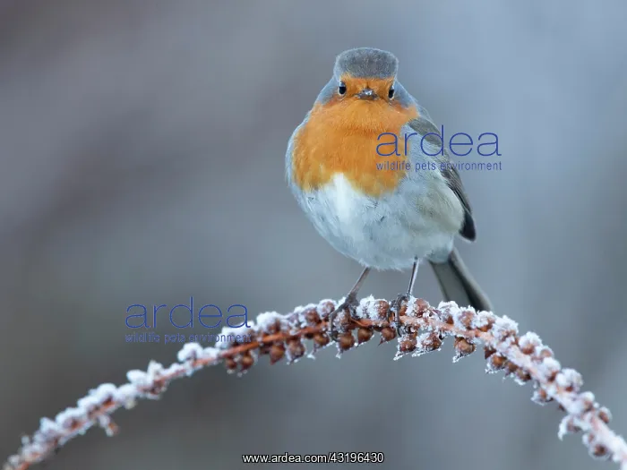 : European Robin (Erithacus rubecula), adult perched : European Robin (Erithacus rubecula), adult perched