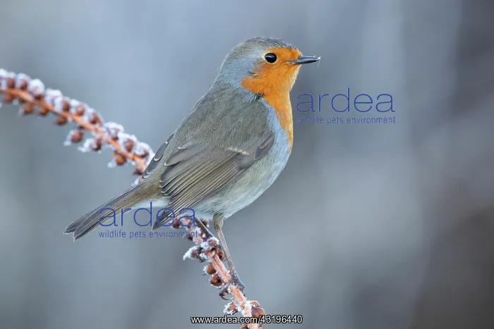  : European Robin (Erithacus rubecula), adult perched