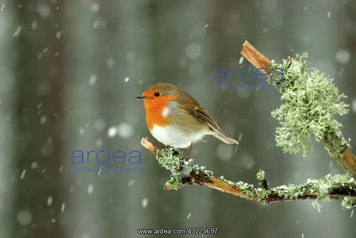: European Robin (Erithacus rubecula) adult, perched : European Robin (Erithacus rubecula) adult, perched