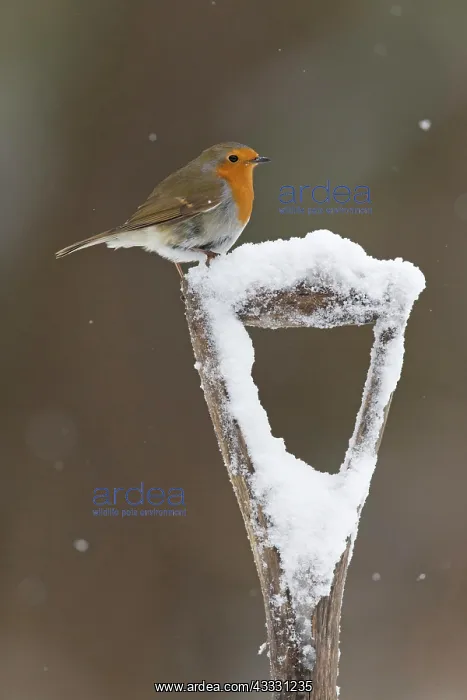 : European Robin (Erithacus rubecula) adult, perched : European Robin (Erithacus rubecula) adult, perched
