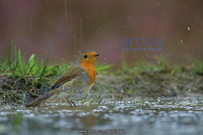 : Robin. European robin ( Erithacus rubecula) adult standing in a pond during rainfall : Robin. European robin ( Erithacus rubecula) adult standing in a pond during rainfall