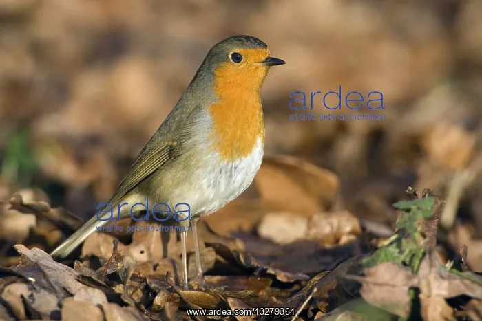 : European Robin (Erithacus rubecula) amidst autu : European Robin (Erithacus rubecula) amidst autu