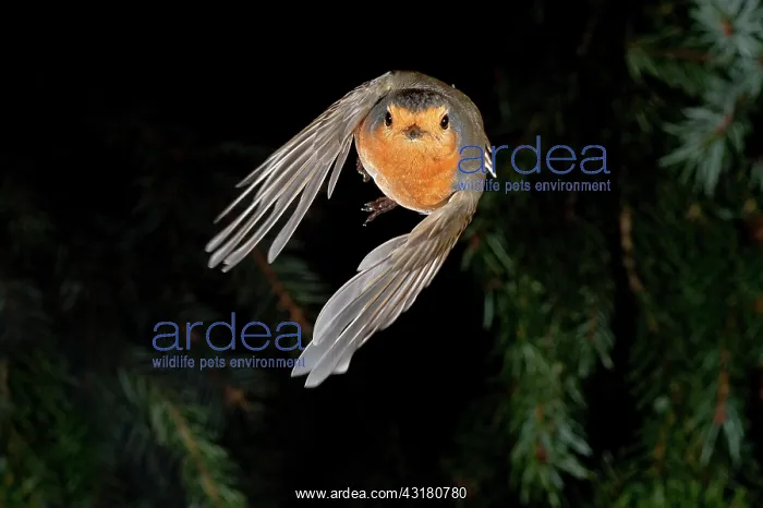 : European robin (Erithacus rubecula) approaching : European robin (Erithacus rubecula) approaching