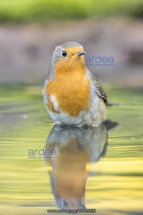 : European Robin (Erithacus rubecula) bathing in : European Robin (Erithacus rubecula) bathing in