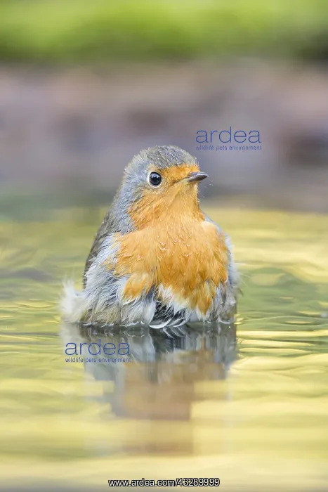 : European Robin (Erithacus rubecula) bathing in : European Robin (Erithacus rubecula) bathing in