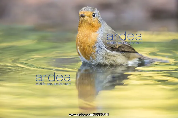 : European Robin (Erithacus rubecula) bathing in : European Robin (Erithacus rubecula) bathing in