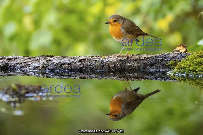 : European robin (Erithacus rubecula) bathing Germany : European robin (Erithacus rubecula) bathing Germany