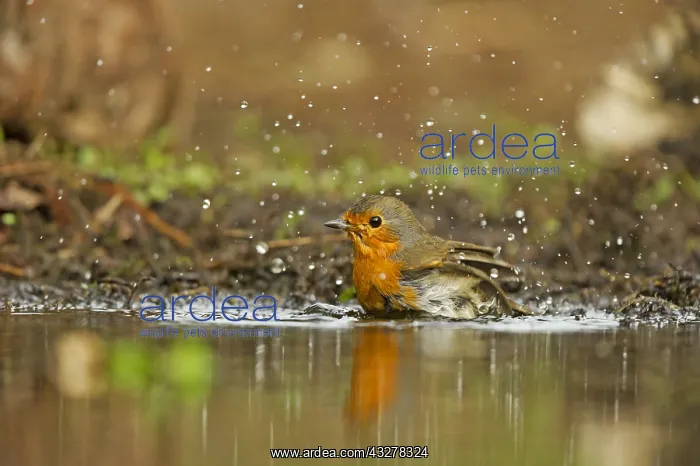 : European Robin (Erithacus rubecula) bathing, Th : European Robin (Erithacus rubecula) bathing, Th
