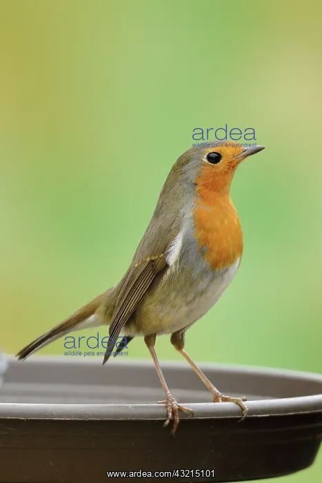 : European robin (Erithacus rubecula) at a bird bath : European robin (Erithacus rubecula) at a bird bath