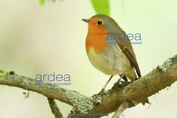 : European robin (Erithacus rubecula) on a branch : European robin (Erithacus rubecula) on a branch