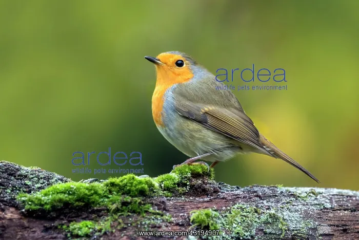 : European robin (Erithacus rubecula) on a branch : European robin (Erithacus rubecula) on a branch