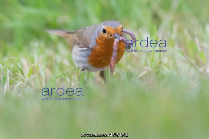 : European robin (Erithacus rubecula) catches earthworm : European robin (Erithacus rubecula) catches earthworm