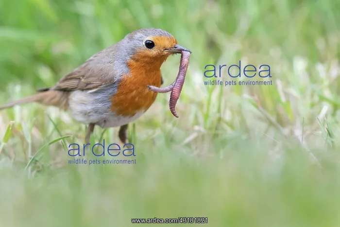 : European robin (Erithacus rubecula) catches earthworm : European robin (Erithacus rubecula) catches earthworm