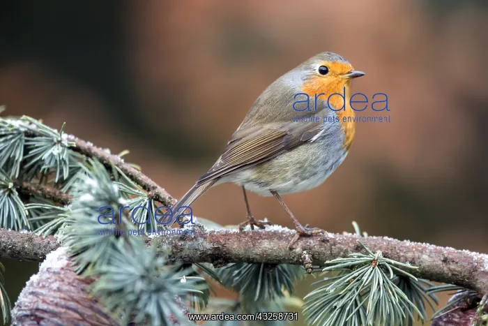 : European Robin (Erithacus rubecula) on a Cedar branch : European Robin (Erithacus rubecula) on a Cedar branch