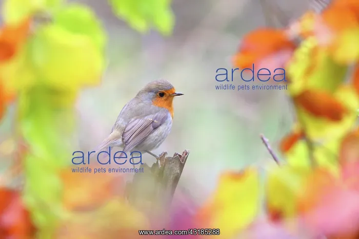 : European robin (Erithacus rubecula) with colourful : European robin (Erithacus rubecula) with colourful