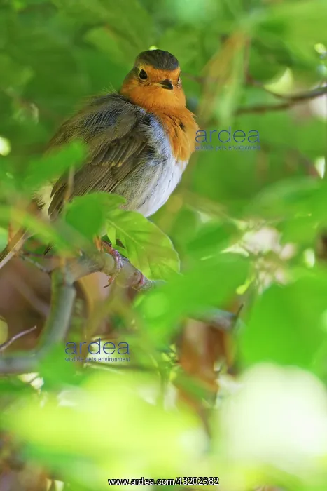 : European robin (Erithacus rubecula), in copper beech : European robin (Erithacus rubecula), in copper beech