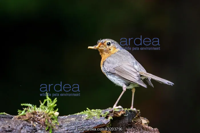 : European robin (Erithacus rubecula), drenched after : European robin (Erithacus rubecula), drenched after