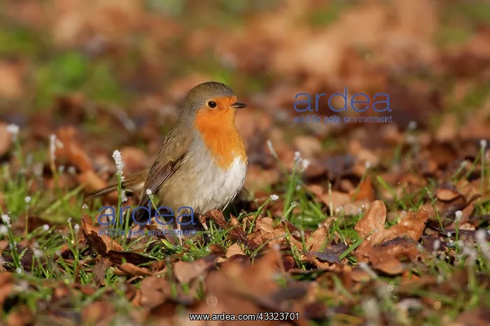 : European Robin (Erithacus rubecula) foraging between fallen leaves : European Robin (Erithacus rubecula) foraging between fallen leaves