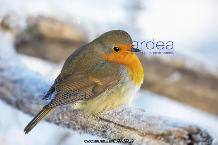 : European robin (Erithacus rubecula) Germany : European robin (Erithacus rubecula) Germany