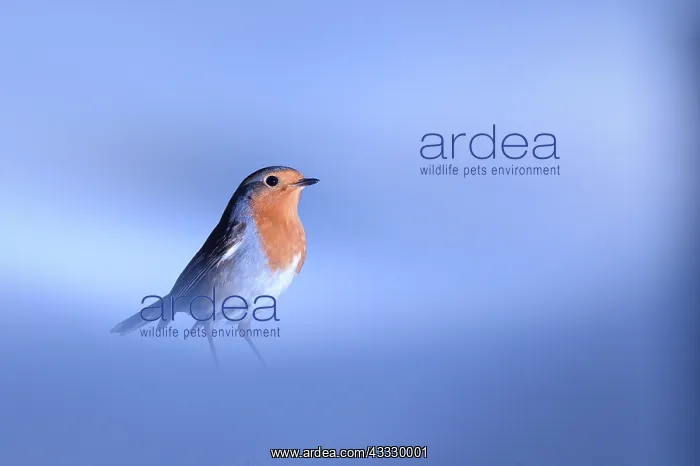 : European Robin (Erithacus rubecula) on ground in : European Robin (Erithacus rubecula) on ground in