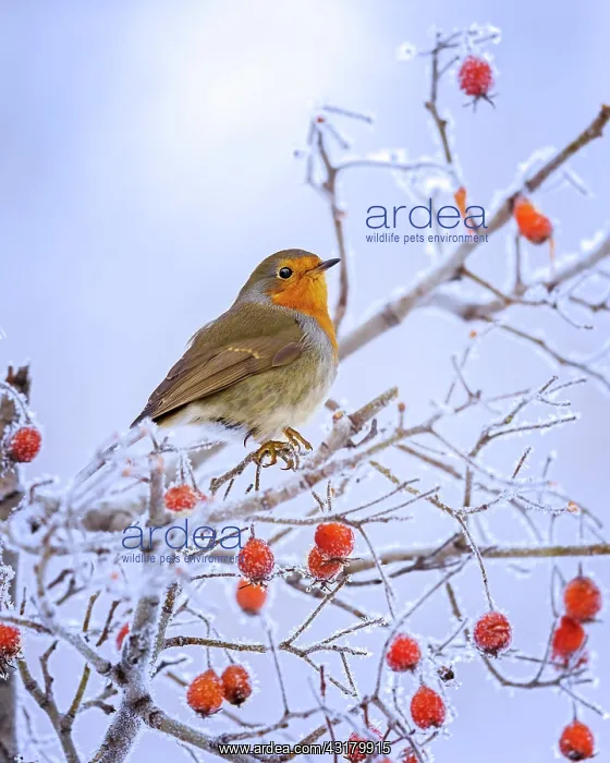 : European robin (Erithacus rubecula) in icy rowan : European robin (Erithacus rubecula) in icy rowan