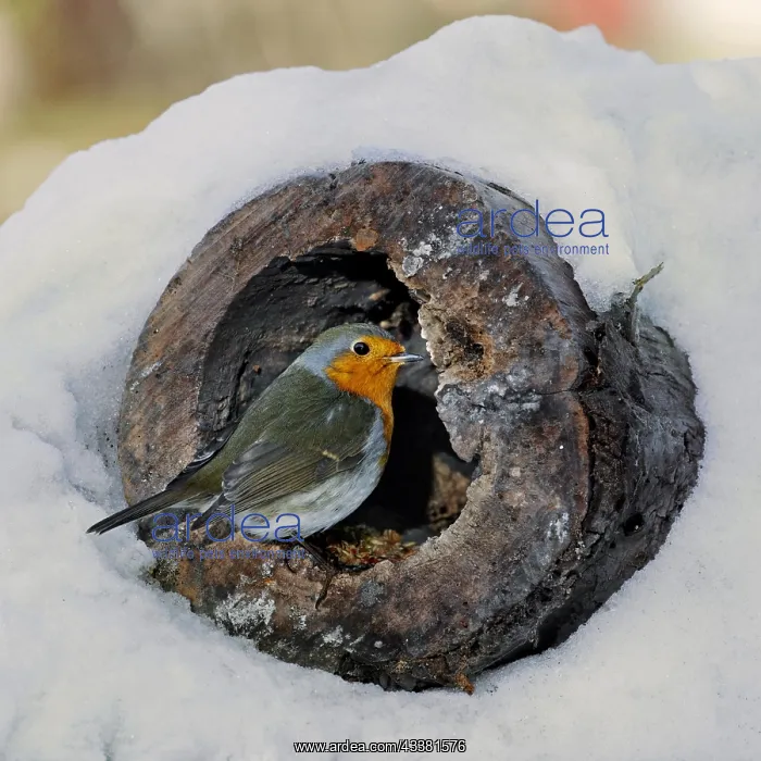 : European Robin (Erithacus rubecula) looking for : European Robin (Erithacus rubecula) looking for