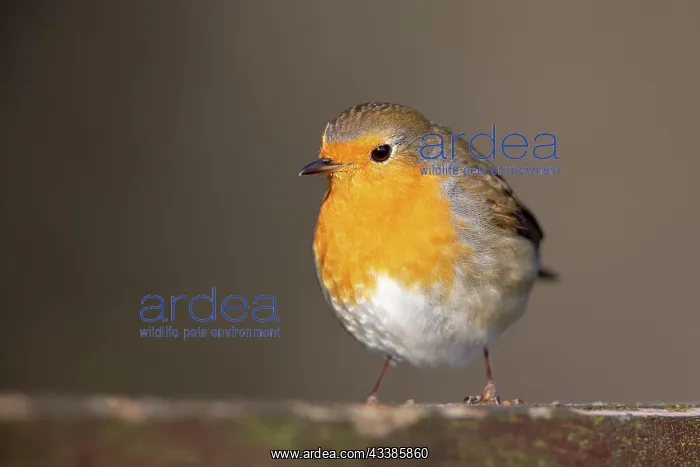 : European Robin (Erithacus rubecula) in the nature : European Robin (Erithacus rubecula) in the nature