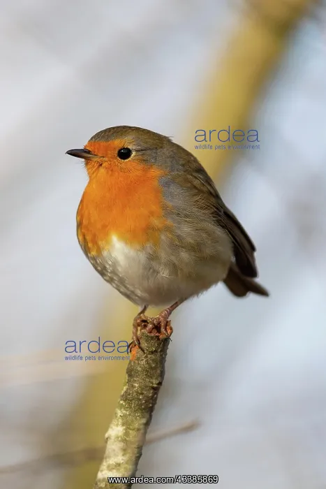 : European Robin (Erithacus rubecula) in the nature : European Robin (Erithacus rubecula) in the nature