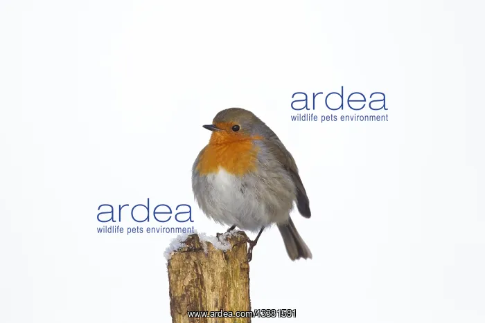 : European robin (Erithacus rubecula) perched on fence : European robin (Erithacus rubecula) perched on fence