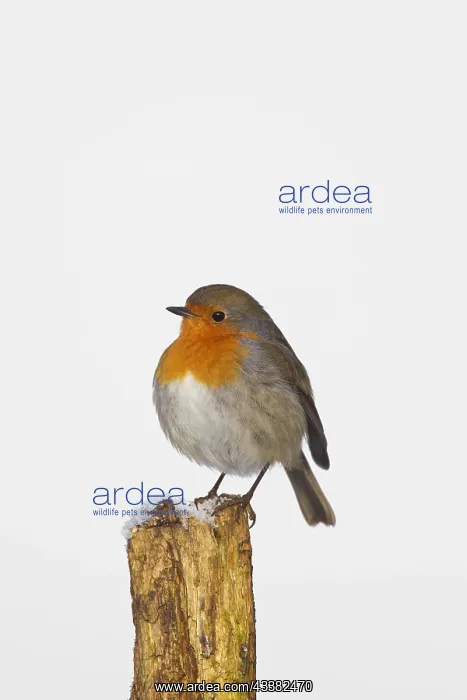 : European robin (Erithacus rubecula) perched on fence : European robin (Erithacus rubecula) perched on fence