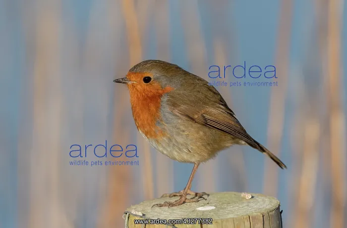 : European Robin, Erithacus rubecula, perched on post : European Robin, Erithacus rubecula, perched on post