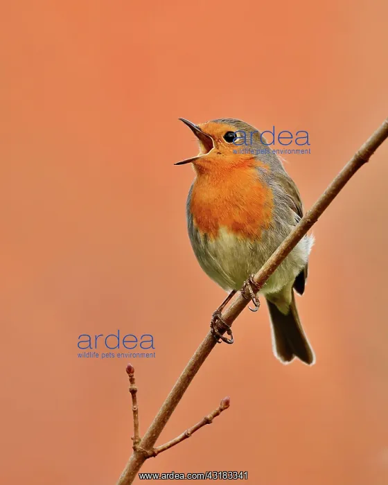 : European robin (Erithacus rubecula) singing on a : European robin (Erithacus rubecula) singing on a