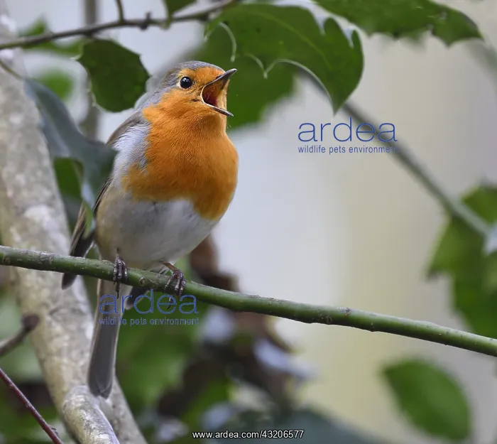 : European Robin (Erithacus rubecula) singing, Northern : European Robin (Erithacus rubecula) singing, Northern
