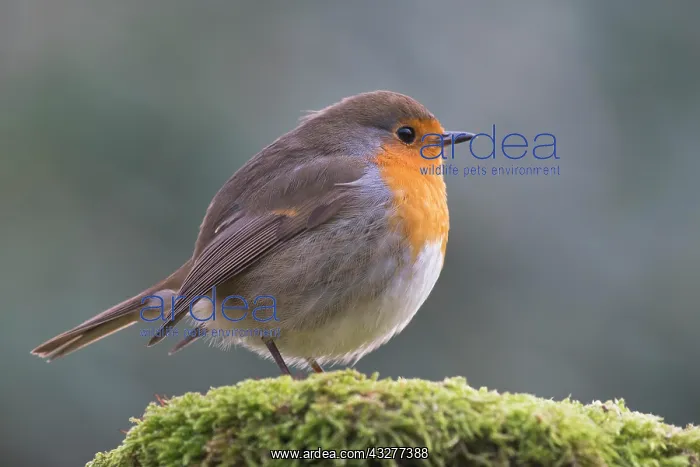 : European robin (Erithacus rubecula) sits on mossed : European robin (Erithacus rubecula) sits on mossed