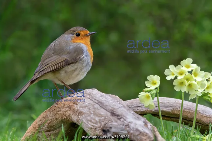 : European robin (Erithacus rubecula) sits on a root : European robin (Erithacus rubecula) sits on a root